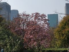 -钱江新城