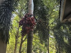 -海南清水湾莱佛士酒店