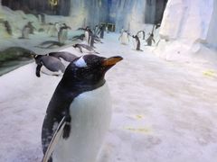 -芜湖新华联大白鲸海洋公园