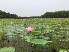 -东郊湿地公园