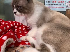 -猫小院猫主题咖啡厅(北锣店)