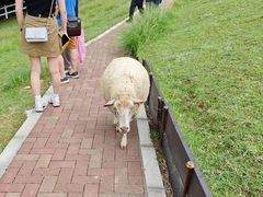 -神户市立六甲山牧场