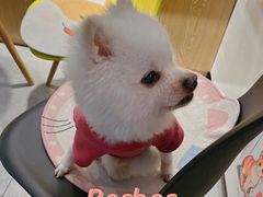 -帕帕拉兹宠物(亚洲旗舰店)