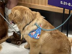 -帕帕拉兹宠物(亚洲旗舰店)