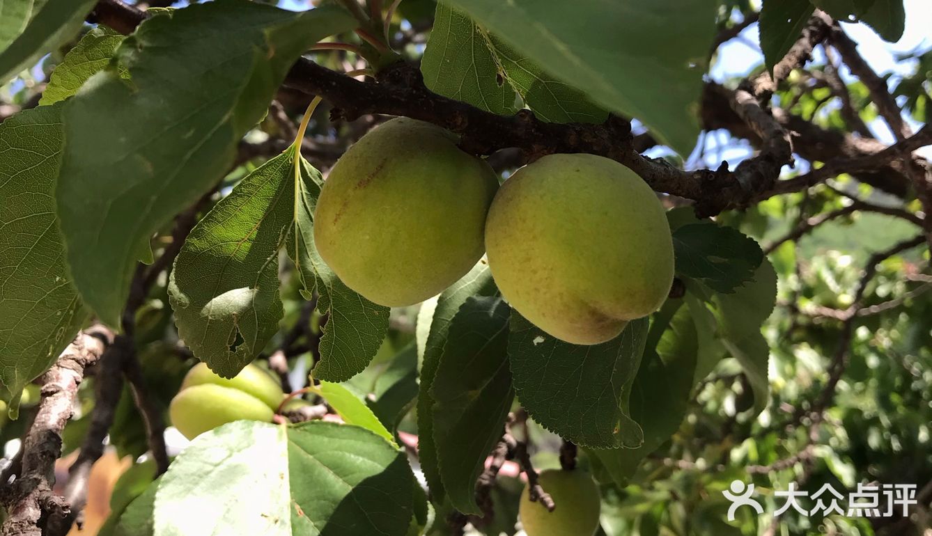 杏 现在树上的杏子就长这样，还没有熟，这棵杏很好吃