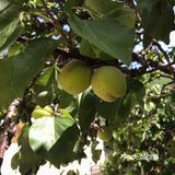 杏 现在树上的杏子就长这样，还没有熟，这棵杏很好吃