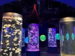 -顺德南宏海立方海洋公园