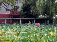 -四川大学(望江校区)