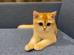 -lincat·猫舍(广州店)