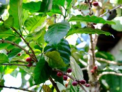 -豆舞咖啡(民乐路店)