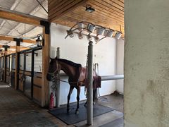 -北京群众马术培训基地