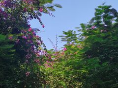 -华侨城湿地公园