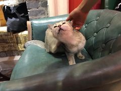 -猫色咖啡·猫咖