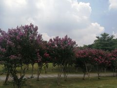 -深圳湾公园(南山区)