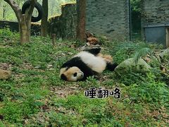 -都江堰中华大熊猫苑