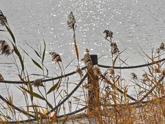 -野鸭湖国家湿地公园