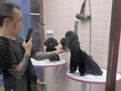 -FAELING PETS美天灵宠物(富力广场店)