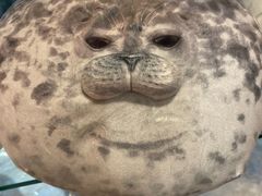 -大阪海游馆