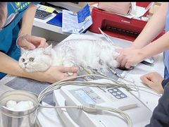 -康成宠物医院24H·CT·核磁共振