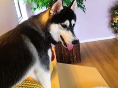 -Husky Go! 哈士奇体验馆·宠物咖啡厅狗咖