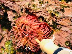 -西雅图水族馆