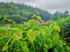 -韶山毛泽东同志故居