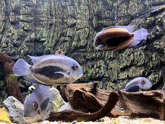 -上海海洋水族馆