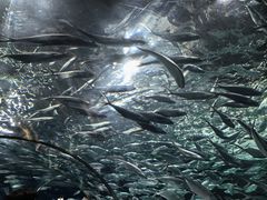 -上海海洋水族馆