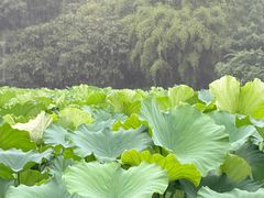 -龙头寺公园