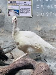 -Zoolung Zoolung动物主题公园(海信广场店)