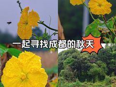 -都江堰玫瑰花溪谷