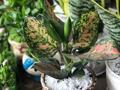 -金科花卉市场