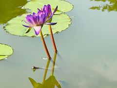 -国家植物园南园