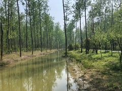 -合肥滨湖国家森林公园