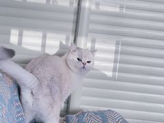 -关爱动物医院·心脏·中兽医·异宠(金牛路分院)