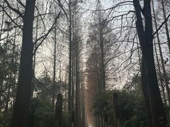 -上海滨江森林公园
