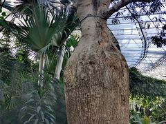 -北京植物园-展览温室