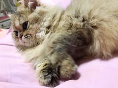 -猫大福·Fortune Cat猫舍(百子湾店)
