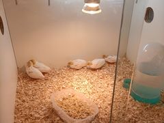 -宁波九龙湖开元度假村