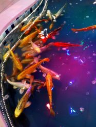 -堂堂乐儿童乐园(阳光100欧特福店)