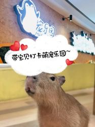 -七巧国萌宠乐园(龙湖天街店)