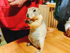 -藦茜花园宠物主题亲子互动体验馆(国顺东路店)