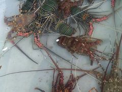 -拉威海鲜市场