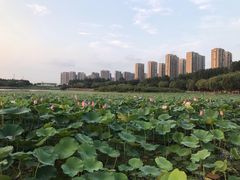 -丁香湖公园