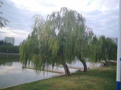 -莱西月湖公园