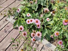 -永定河休闲森林公园