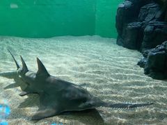 -上海海洋水族馆
