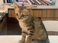-御宝贝·A梦猫科宠物医院(国际猫友好医院)