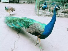 -贵州森林野生动物园