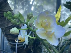 -东莞植物园